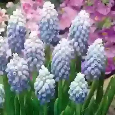 Ocean Magic